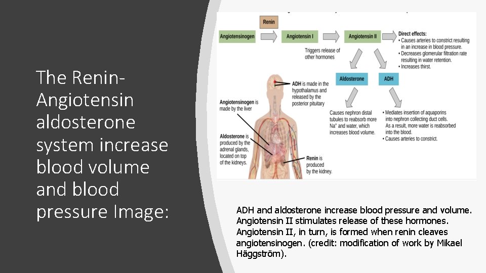 The Renin. Angiotensin aldosterone system increase blood volume and blood pressure Image: ADH and
