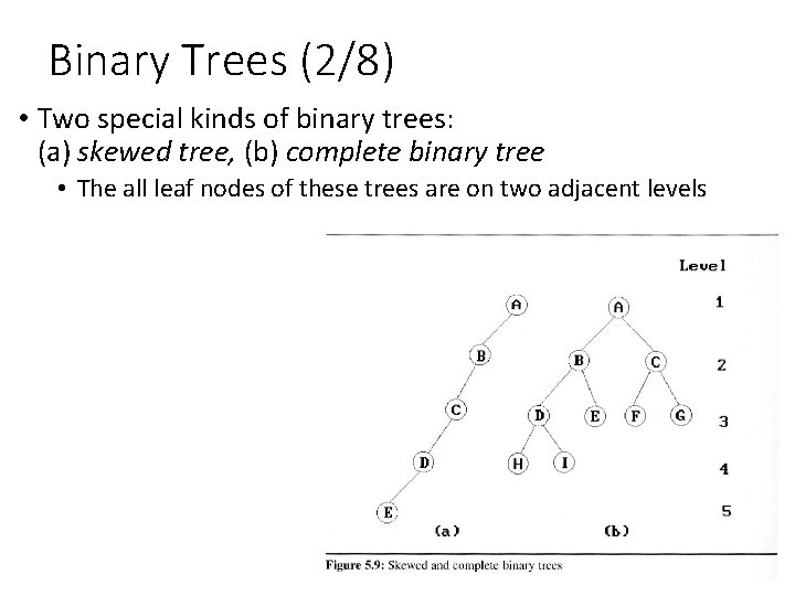 Binary Trees (2/8) • Two special kinds of binary trees: (a) skewed tree, (b)