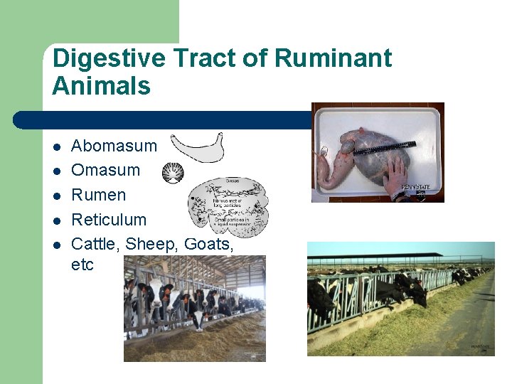 Digestive Tract of Ruminant Animals l l l Abomasum Omasum Rumen Reticulum Cattle, Sheep,