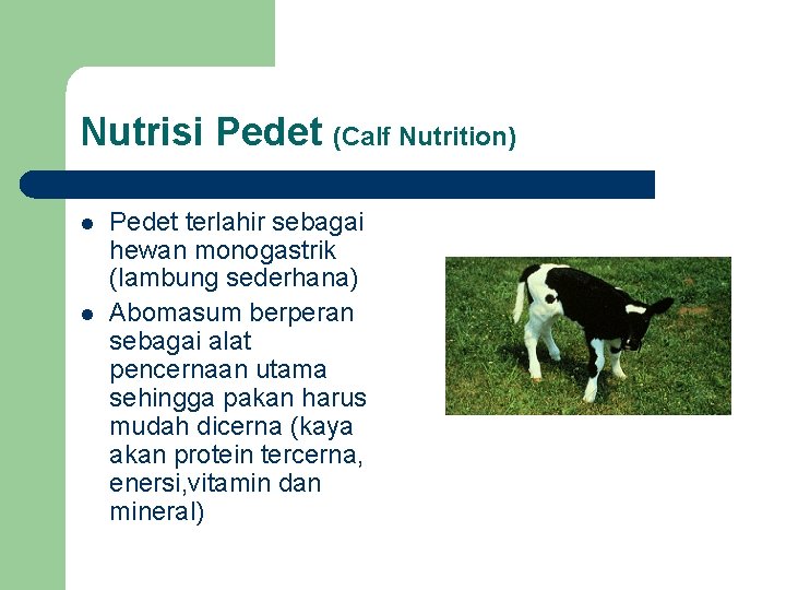 Nutrisi Pedet (Calf Nutrition) l l Pedet terlahir sebagai hewan monogastrik (lambung sederhana) Abomasum