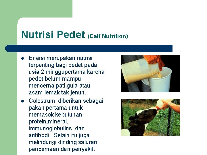 Nutrisi Pedet (Calf Nutrition) l l Enersi merupakan nutrisi terpenting bagi pedet pada usia