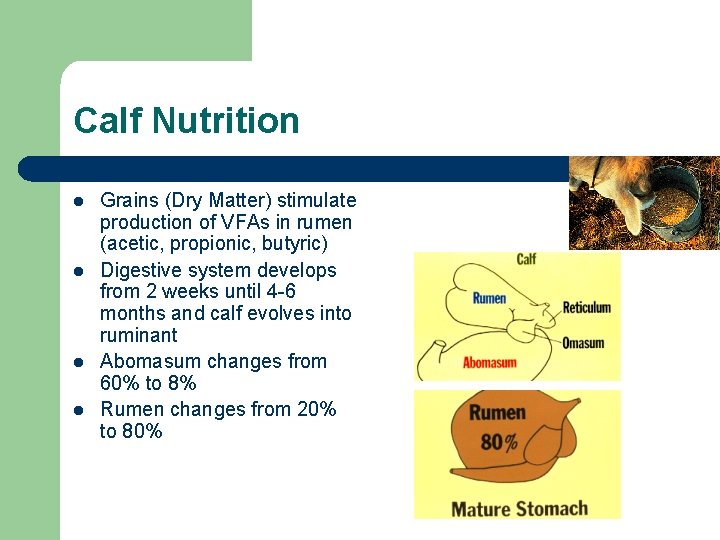 Calf Nutrition l l Grains (Dry Matter) stimulate production of VFAs in rumen (acetic,