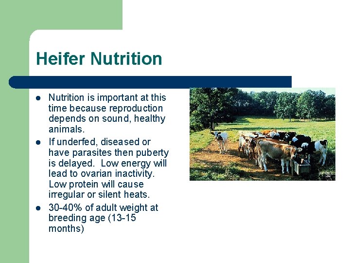 Heifer Nutrition l l l Nutrition is important at this time because reproduction depends
