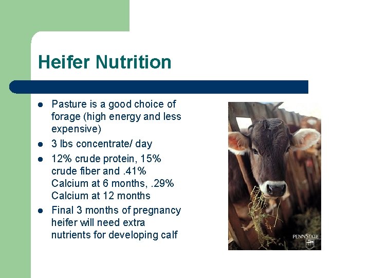 Heifer Nutrition l l Pasture is a good choice of forage (high energy and