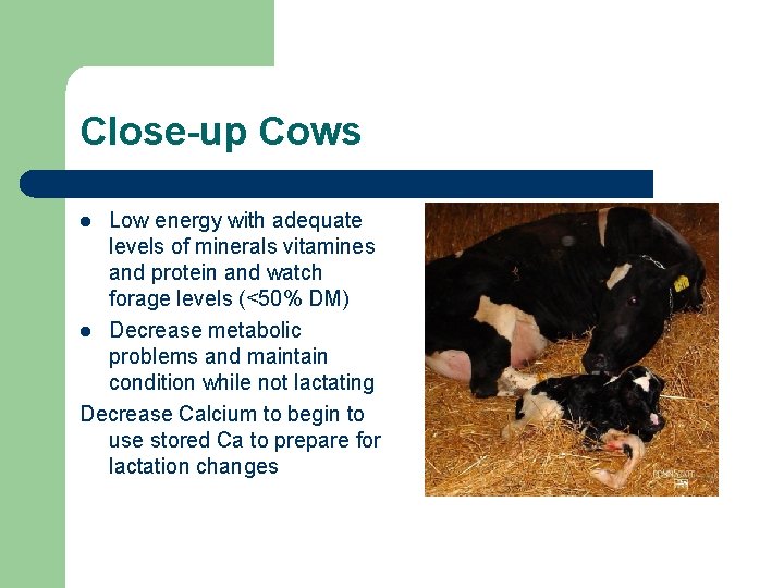 Close-up Cows Low energy with adequate levels of minerals vitamines and protein and watch