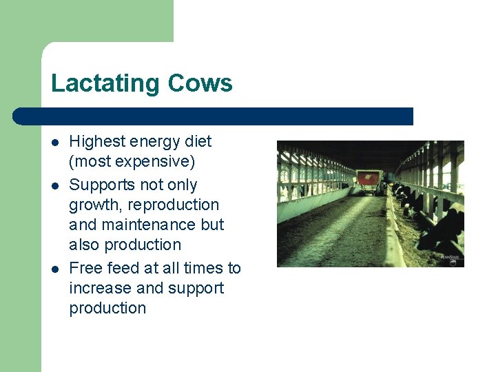 Lactating Cows l l l Highest energy diet (most expensive) Supports not only growth,