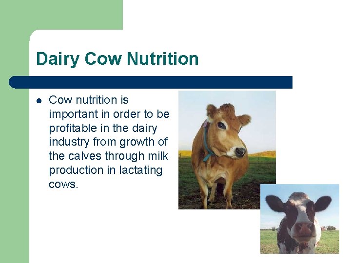 Dairy Cow Nutrition l Cow nutrition is important in order to be profitable in