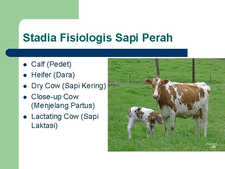 Stadia Fisiologis Sapi Perah l l l Calf (Pedet) Heifer (Dara) Dry Cow (Sapi