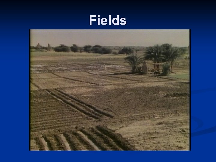 Fields 