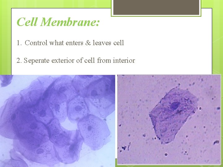 Cell Membrane: 1. Control what enters & leaves cell 2. Seperate exterior of cell