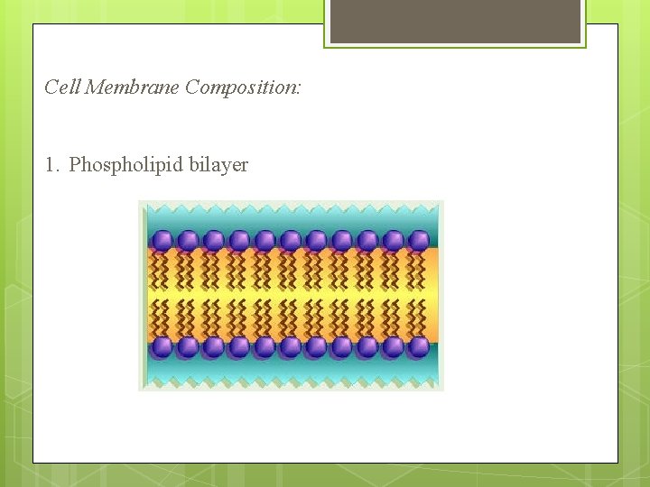 Cell Membrane Composition: 1. Phospholipid bilayer 