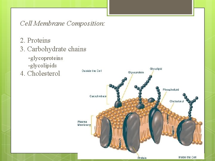 Cell Membrane Composition: 2. Proteins 3. Carbohydrate chains -glycoproteins -glycolipids 4. Cholesterol 