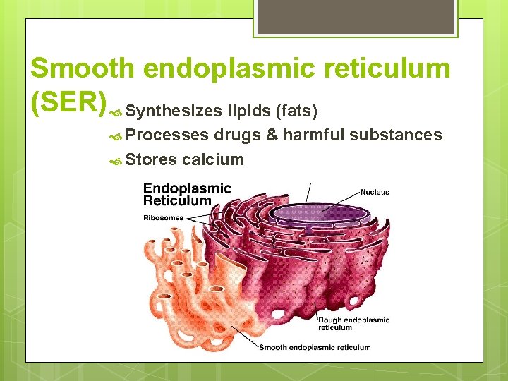 Smooth endoplasmic reticulum (SER) Synthesizes lipids (fats) Processes drugs & harmful substances Stores calcium