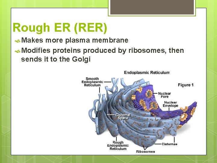 Rough ER (RER) Makes more plasma membrane Modifies proteins produced by ribosomes, then sends