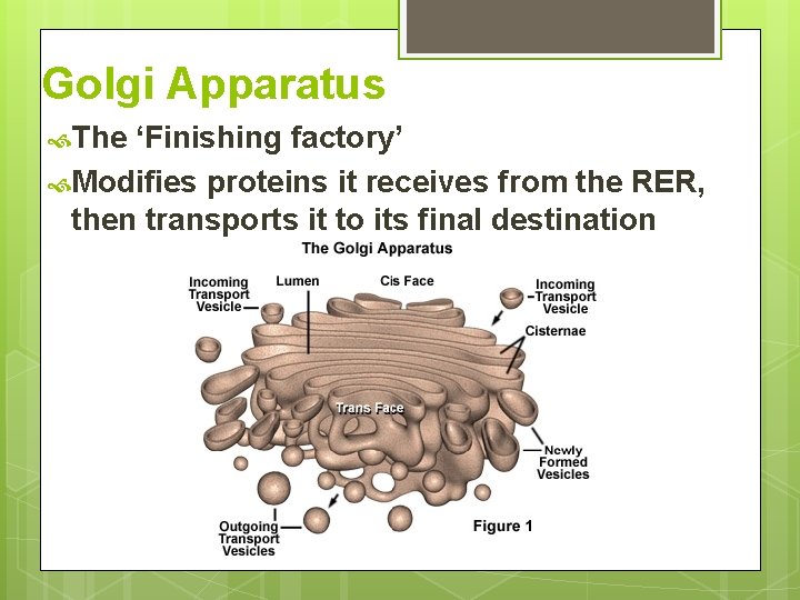 Golgi Apparatus The ‘Finishing factory’ Modifies proteins it receives from the RER, then transports