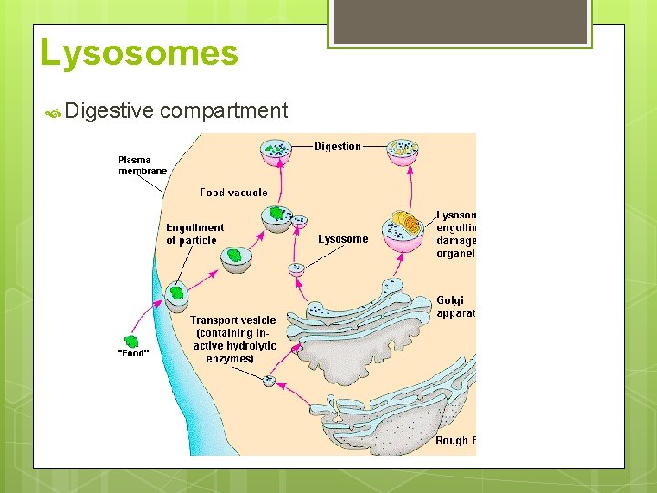 Lysosomes Digestive compartment 