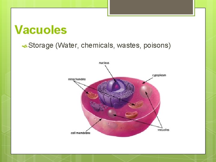 Vacuoles Storage (Water, chemicals, wastes, poisons) 