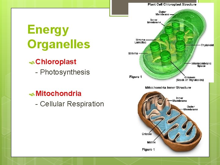 Energy Organelles Chloroplast - Photosynthesis Mitochondria - Cellular Respiration 
