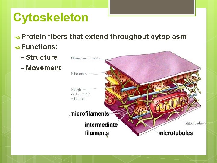 Cytoskeleton Protein fibers that extend throughout cytoplasm Functions: - Structure - Movement 