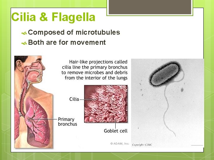 Cilia & Flagella Composed of microtubules Both are for movement 