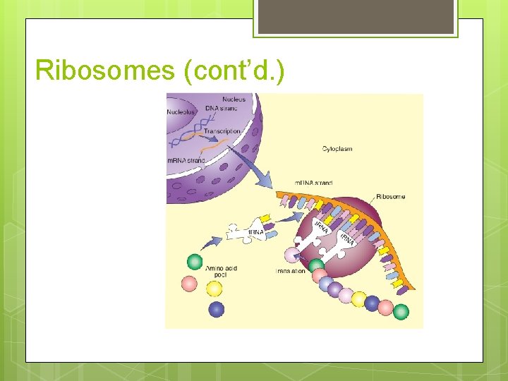 Ribosomes (cont’d. ) 