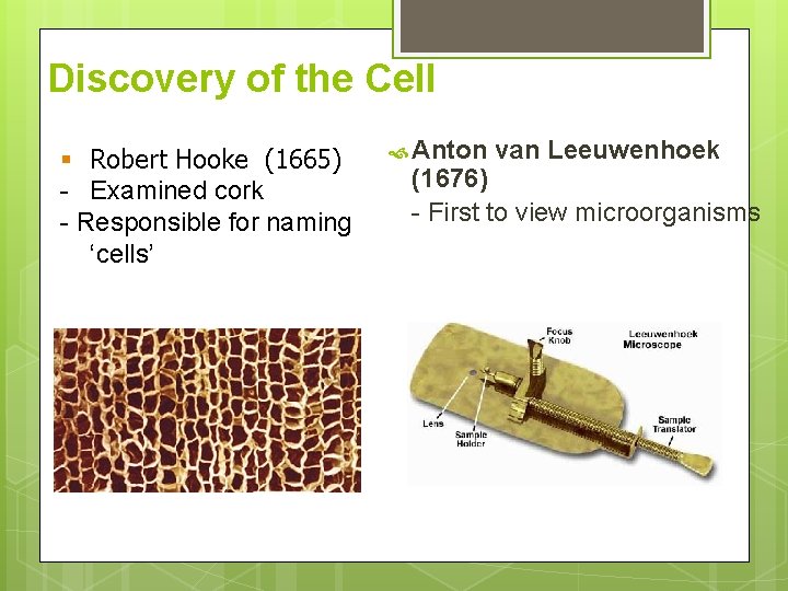 Discovery of the Cell § Robert Hooke (1665) - Examined cork - Responsible for