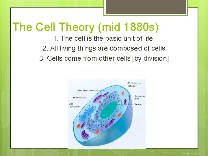 The Cell Theory (mid 1880 s) 1. The cell is the basic unit of