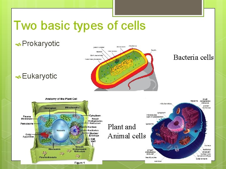 Two basic types of cells Prokaryotic Bacteria cells Eukaryotic Plant and Animal cells 