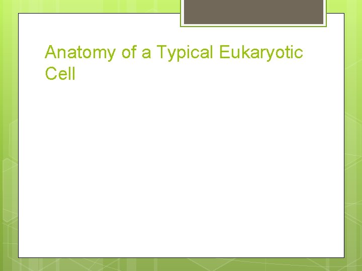 Anatomy of a Typical Eukaryotic Cell 