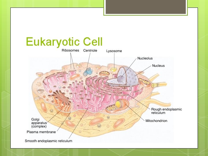 Eukaryotic Cell 