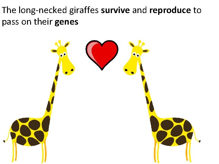 The long-necked giraffes survive and reproduce to pass on their genes 