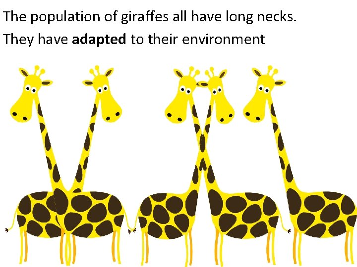 The population of giraffes all have long necks. They have adapted to their environment