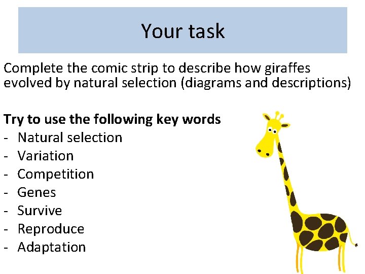 Your task Complete the comic strip to describe how giraffes evolved by natural selection