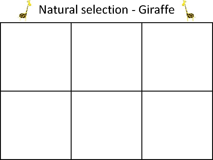 Natural selection - Giraffe 