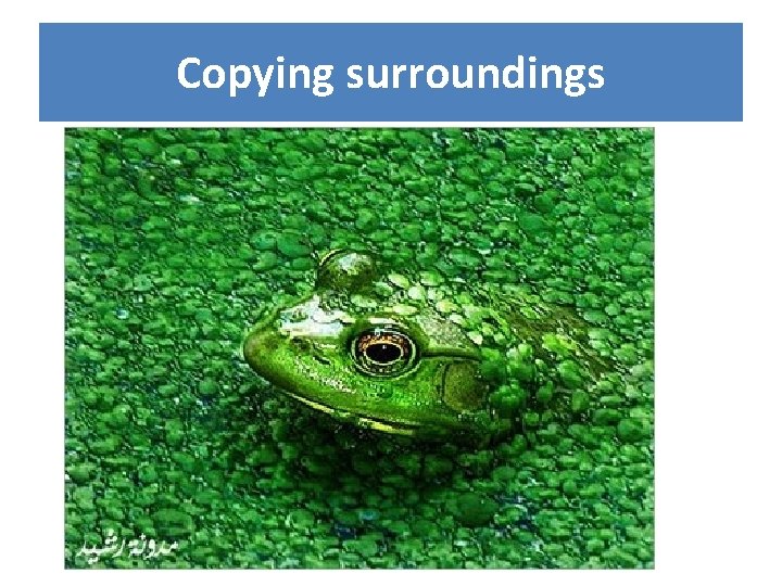 Copying surroundings 