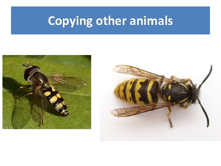 Copying other animals 