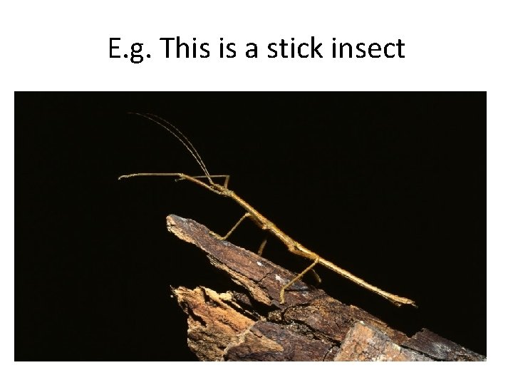 E. g. This is a stick insect 