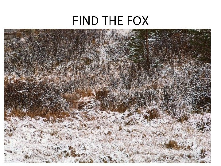 FIND THE FOX 