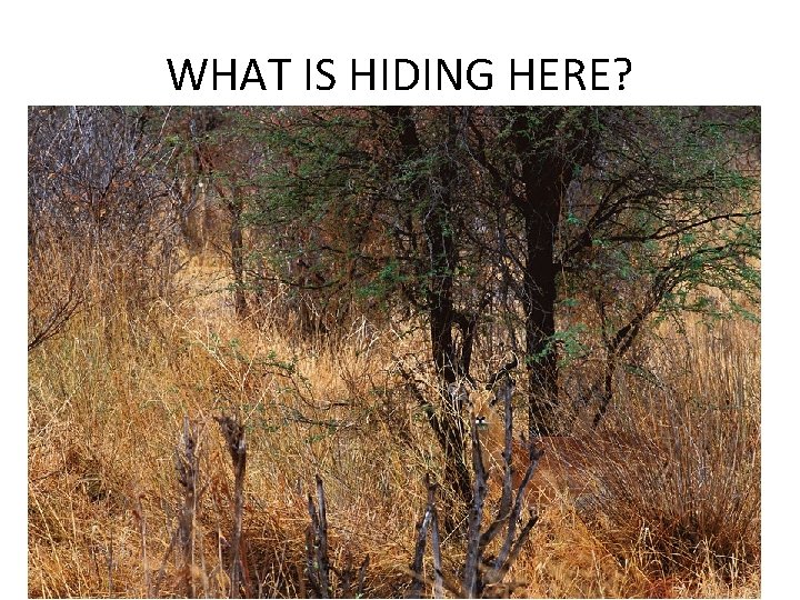 WHAT IS HIDING HERE? 