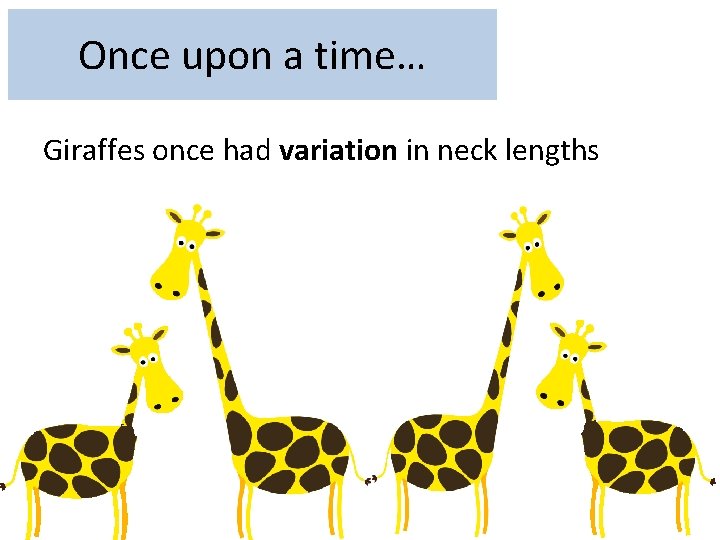 Once upon a time… Giraffes once had variation in neck lengths 