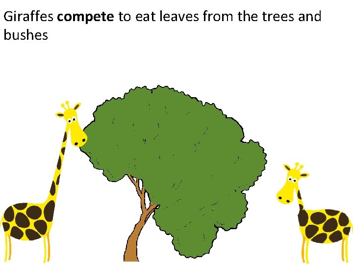 Giraffes compete to eat leaves from the trees and bushes 