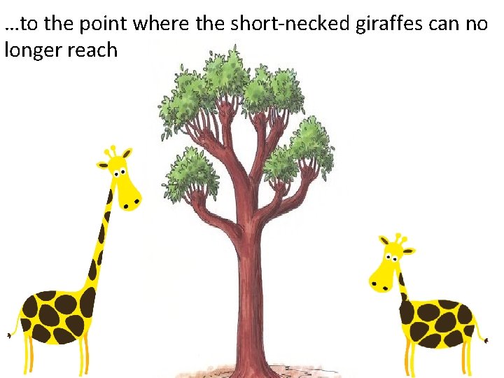 …to the point where the short-necked giraffes can no longer reach 