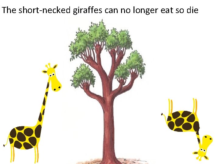 The short-necked giraffes can no longer eat so die 