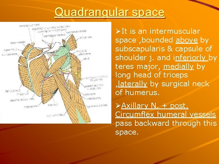 Quadrangular space ØIt is an intermuscular space , bounded above by subscapularis & capsule