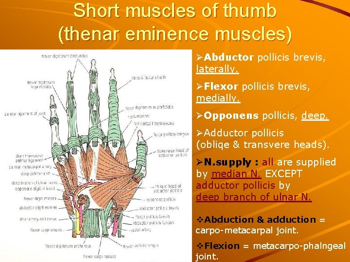 Short muscles of thumb (thenar eminence muscles) ØAbductor pollicis brevis, laterally. ØFlexor pollicis brevis,