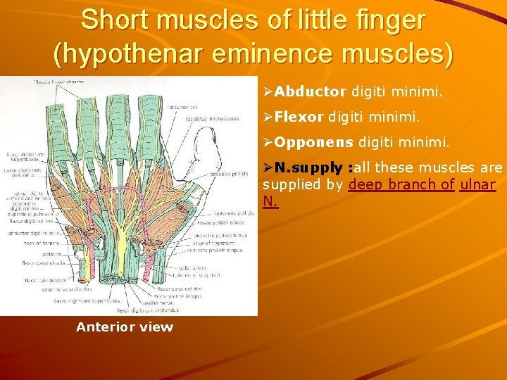 Short muscles of little finger (hypothenar eminence muscles) ØAbductor digiti minimi. ØFlexor digiti minimi.