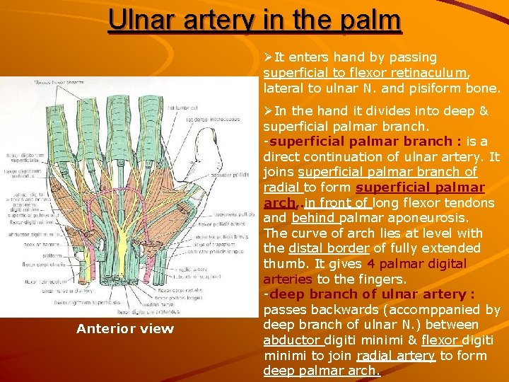 Ulnar artery in the palm ØIt enters hand by passing superficial to flexor retinaculum,