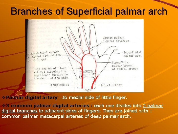 Branches of Superficial palmar arch v. Palmar digital artery …to medial side of little