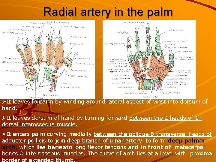 Radial artery in the palm ØIt leaves forearm by winding around lateral aspect of