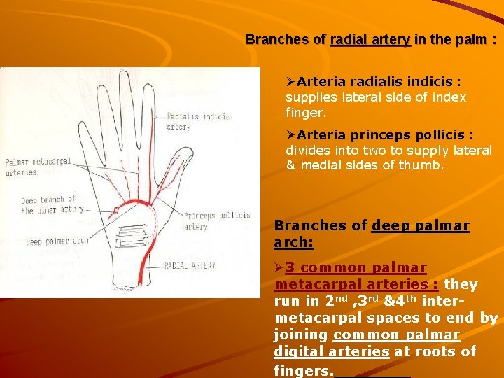 Branches of radial artery in the palm : ØArteria radialis indicis : supplies lateral